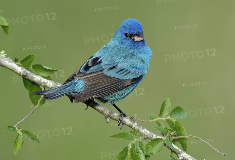 Indigo Bunting (Passerina cyanea) male, Texas, USA