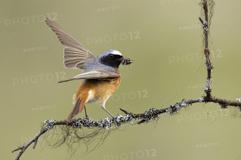 Common Redstart (Phoenicurus phoenicurus) male perched on a branch with food in its beak, Dalarna, Sweden