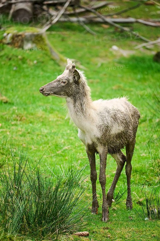 Red deer (Cervus elaphus) albino stag in a forest, Bavaria, Germany