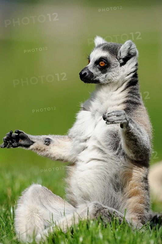 A sitting lemur relaxing in a meadow with raised paws, Ring-tailed Lemur (Lemur catta), Augsburg Zoo