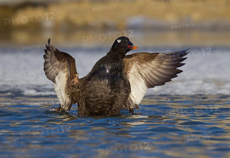 White-winged Scoter (Melanitta deglandi) male flapping wings, Ohio, USA