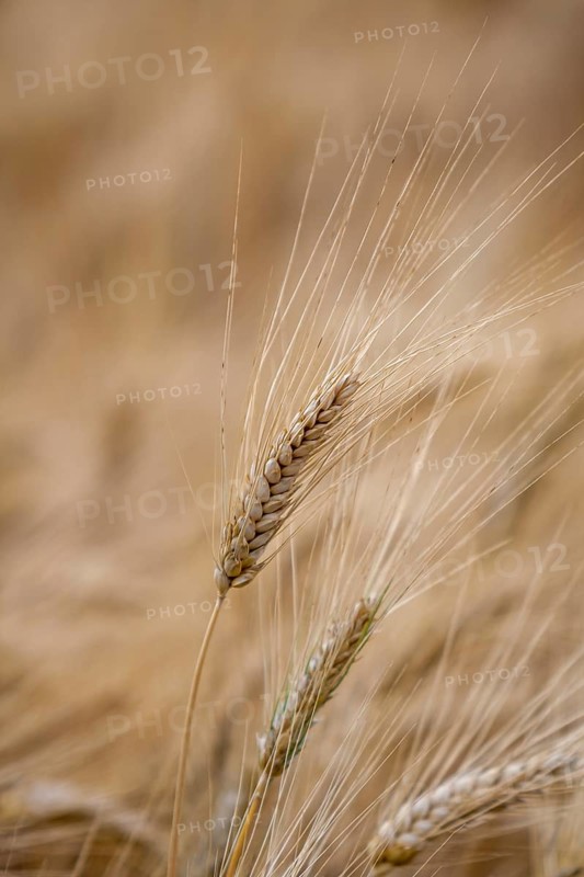 Ripe barley (Hordeum vulgare), Rhineland-Palatinate, Germany