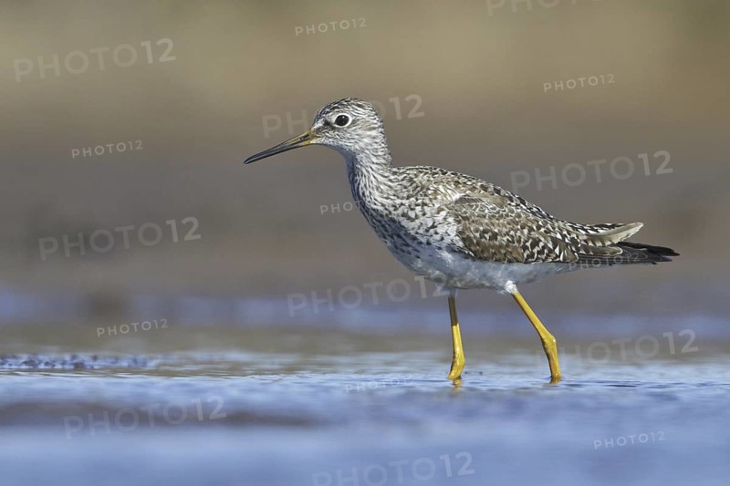 Lesser Yellowlegs (Tringa flavipes), Manitoba, Canada