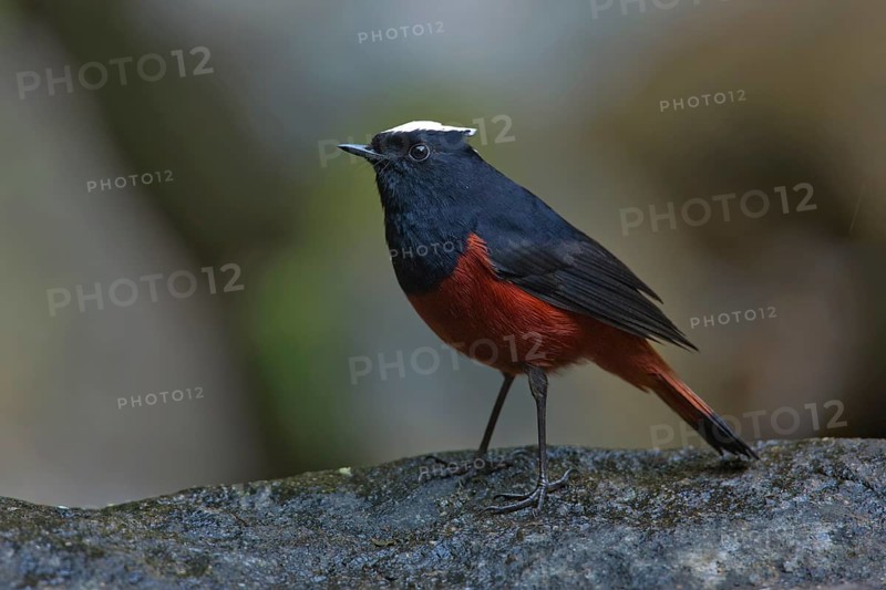 White-capped Redstart (Phoenicurus leucocephalus) male, Thailand