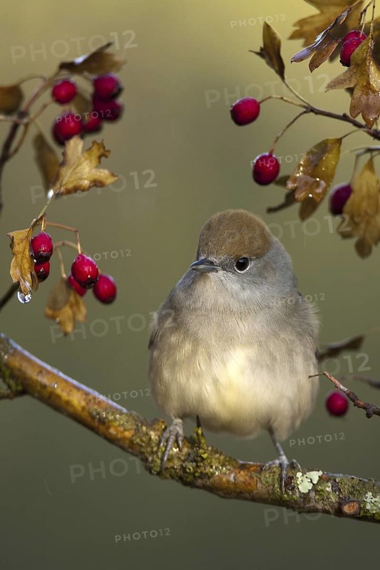 Eurasian Blackcap (Sylvia atricapilla) female, Castile-La Mancha, Spain