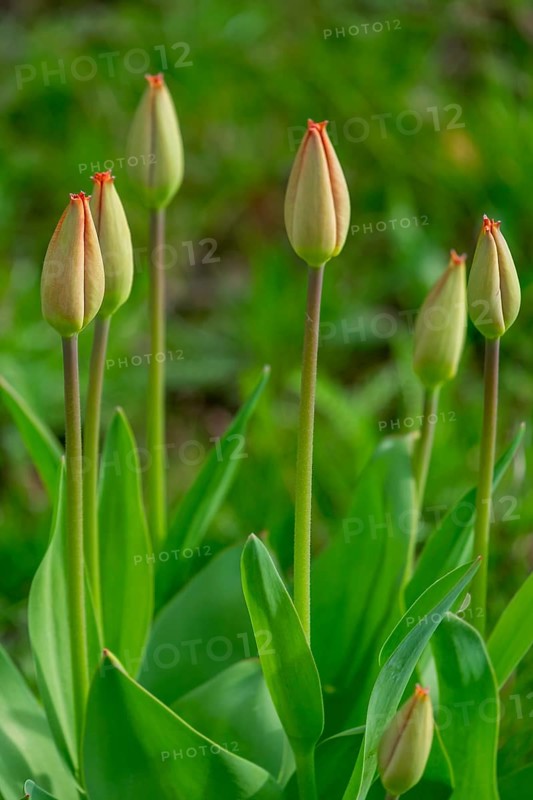Green tulip buds in a garden, Netherlands