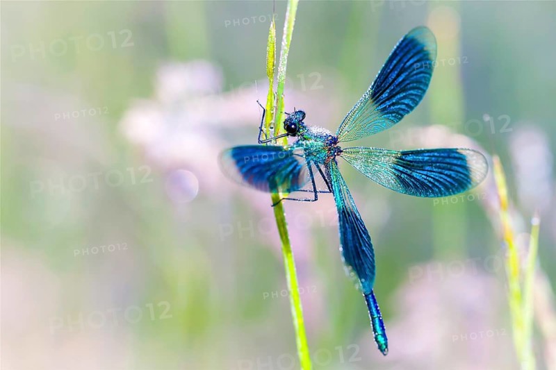 Banded demoiselle (Calopteryx splendens), Lower Saxony, Federal Republic of Germany