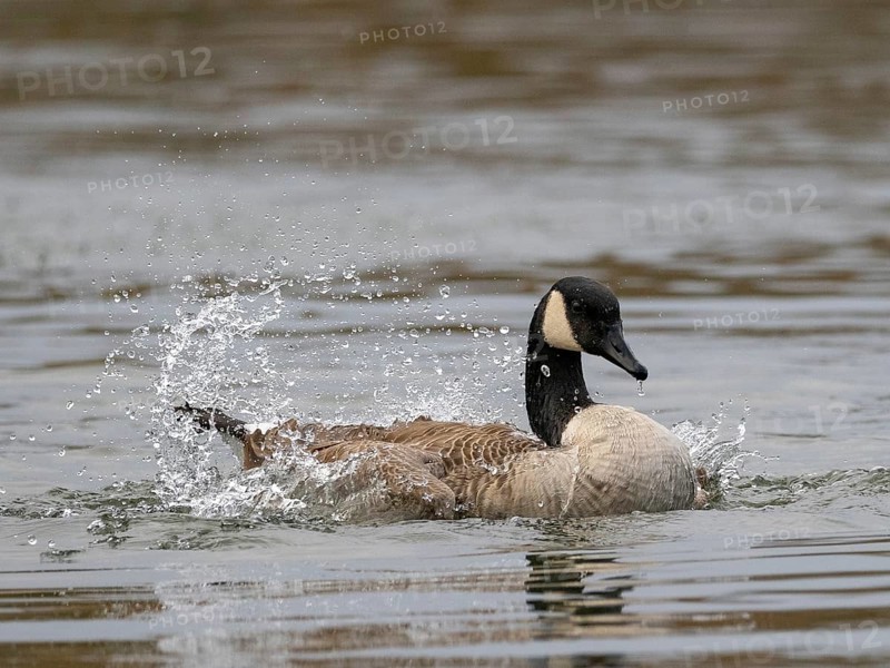 A Canada goose bathing, Ümminger See, Bochum, North Rhine-Westphalia, Germany