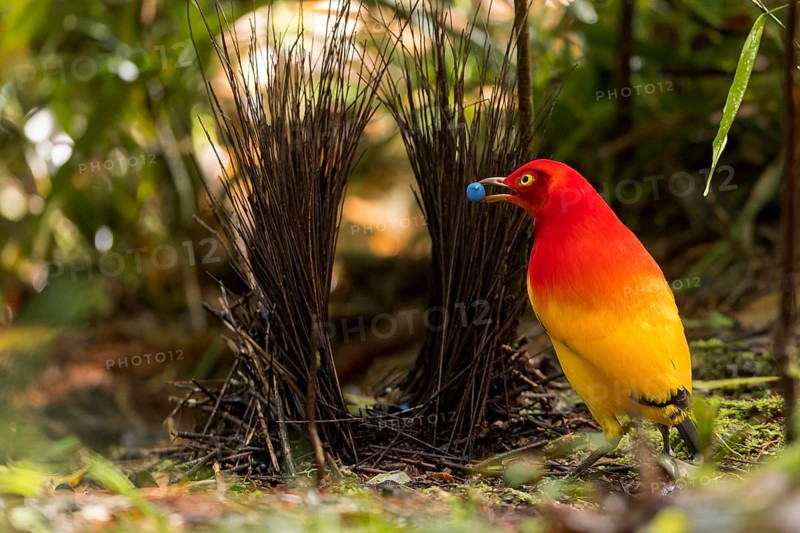 Flame Bowerbird (Sericulus ardens) perched at its bower in Papua New Guinea