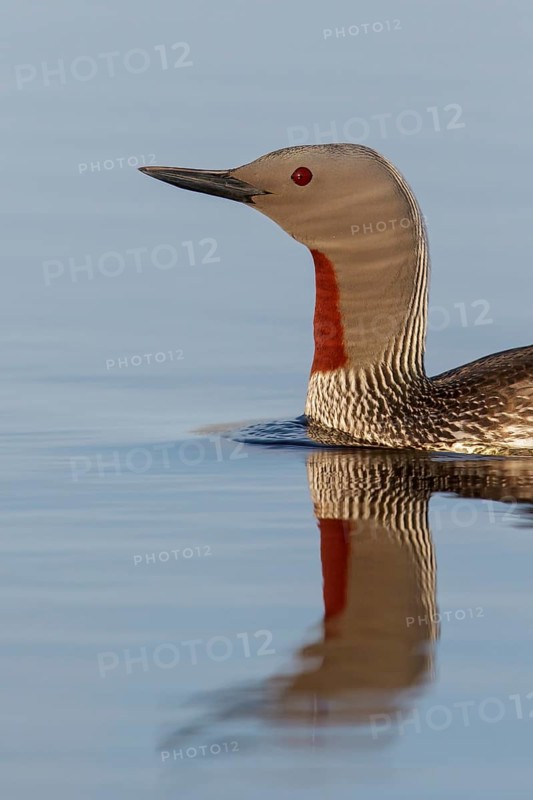 Red-throated Loon (Gavia stellata) in a pond near Nome, Alaska