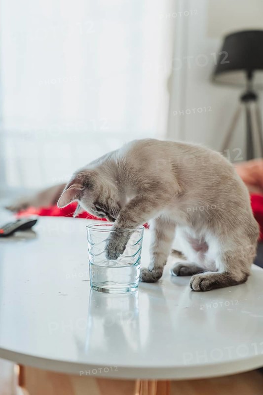 A playful cat intriguingly dips its paw into a glass of water on a modern home table, capturing a moment of curiosity and mischief. The background is softly blurred, enhancing focus on the cat