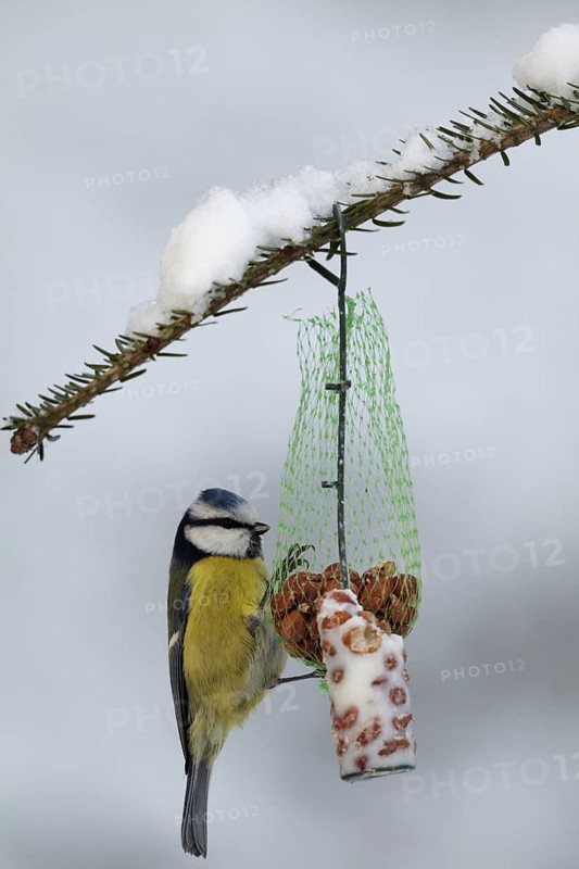 Eurasian Blue Tit (Cyanistes caeruleus), Mecklenburg-Western Pomerania, Germany