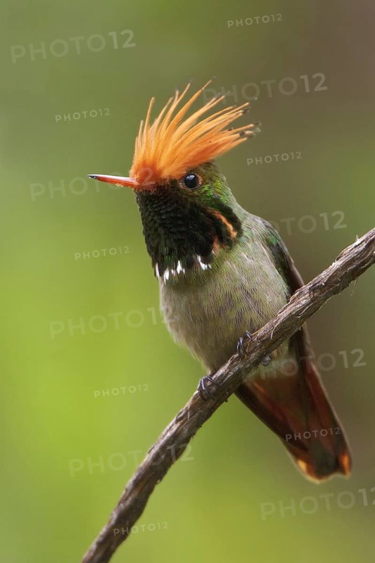 Rufous-crested Coquette (Lophornis delattrei), Manu National Park, Peru