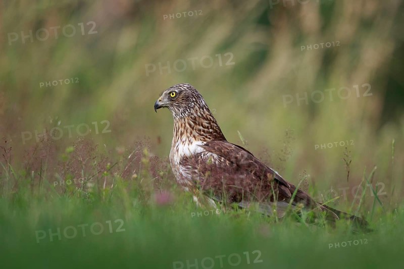 Western Marsh Harrier (Circus aeruginosus) male on grassland, Poland