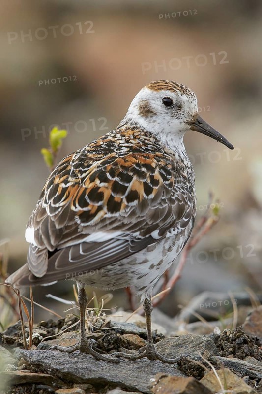Rock Sandpiper (Calidris ptilocnemis) perched on the tundra in Nome, Alaska