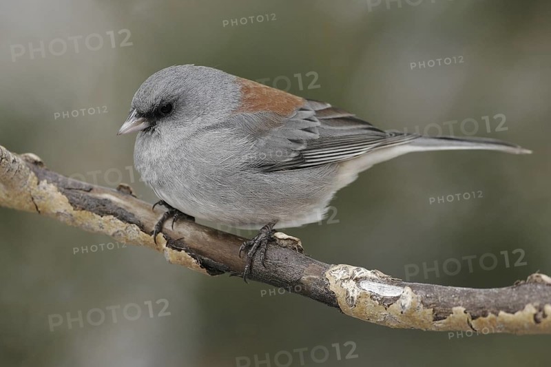 Grey-headed Junco (Junco hyemalis caniceps), New Mexico, USA