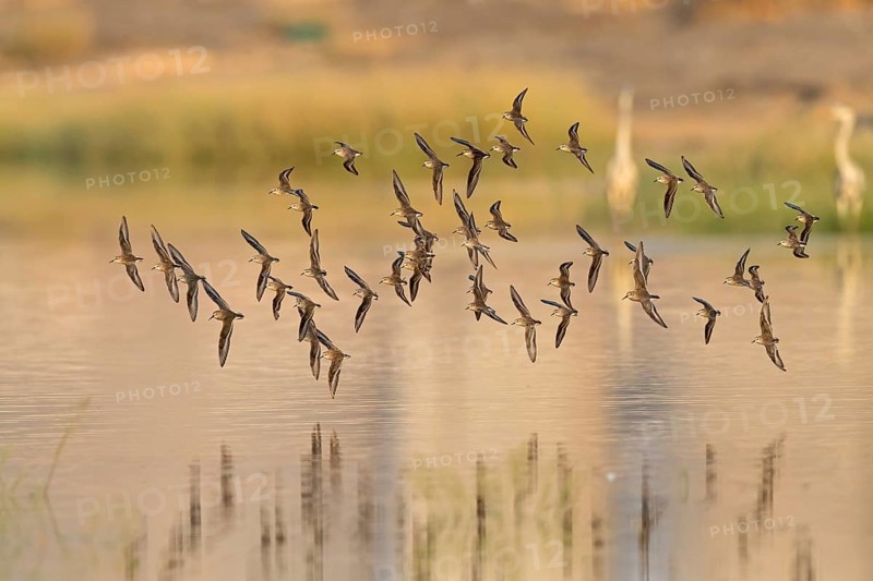 Animals, Birds, Little Sandpiper, (Calidris minuta), Biotope, Habitat, Foraging, Migratory bird, Limicoles Salalah, Raysut, Sohar, Oman