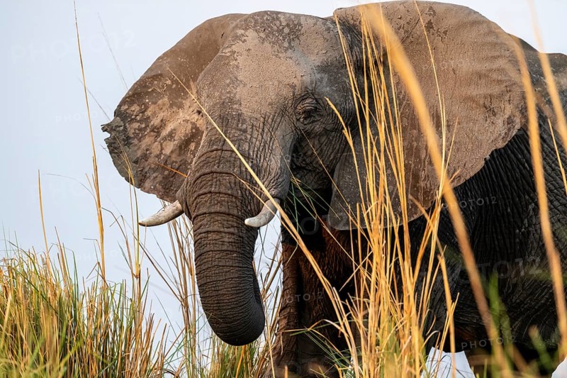 Animal portrait, African elephant (Loxodonta africana) feeding among grass, Ihaha, Chobe National Park, Botswana, Africa