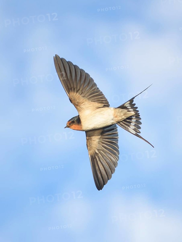 Barn Swallow (Hirundo rustica) flying, Texas, USA