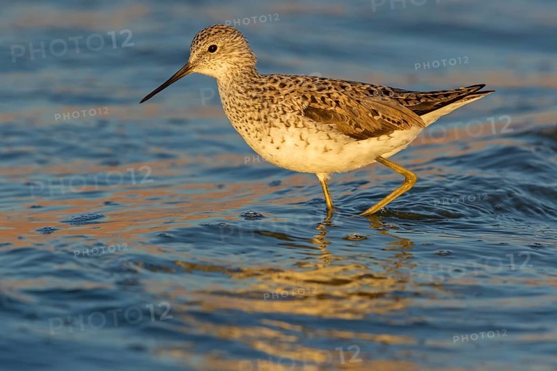 Pond sandpiper, (Tringa stagnatilis), animals, birds, biotope, habitat, foraging, wader, waders, Israel