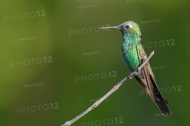 Cuban Emerald (Chlorostilbon ricordii) perched on a branch in Cuba