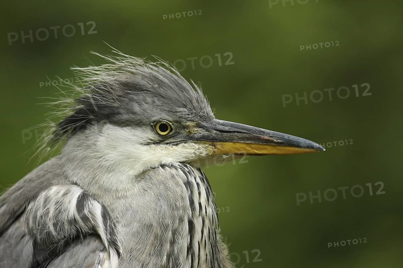 Grey Heron (Ardea cinerea), Lower Saxony, Germany