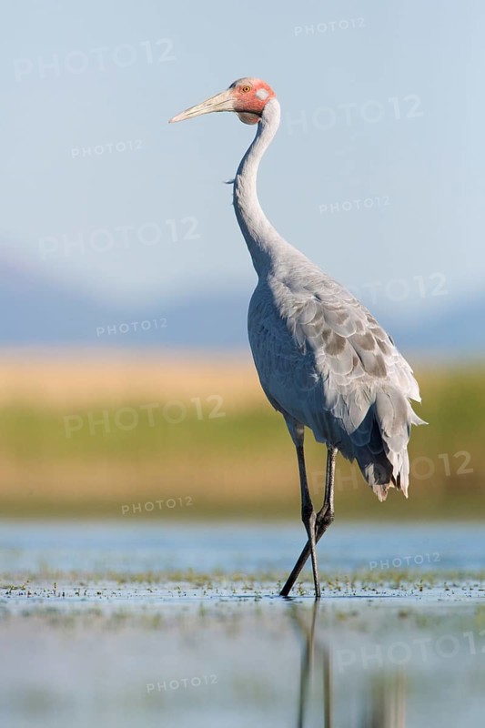 Brolga (Antigone rubicunda), Victoria, Australia