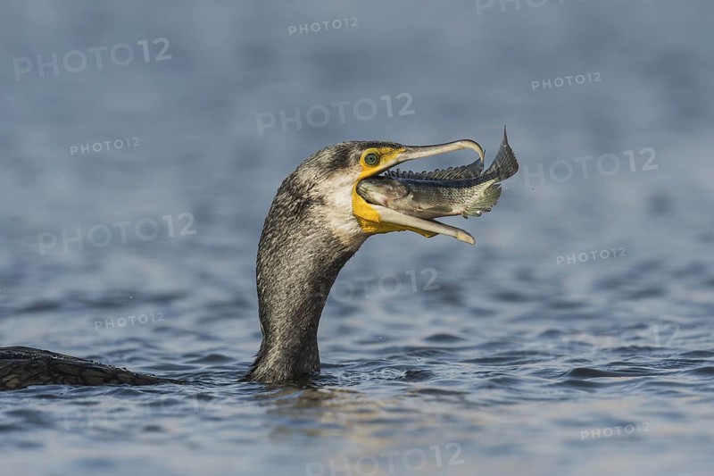 Great Cormorant (Phalacrocorax carbo) eating a fish, Eilat, Israel