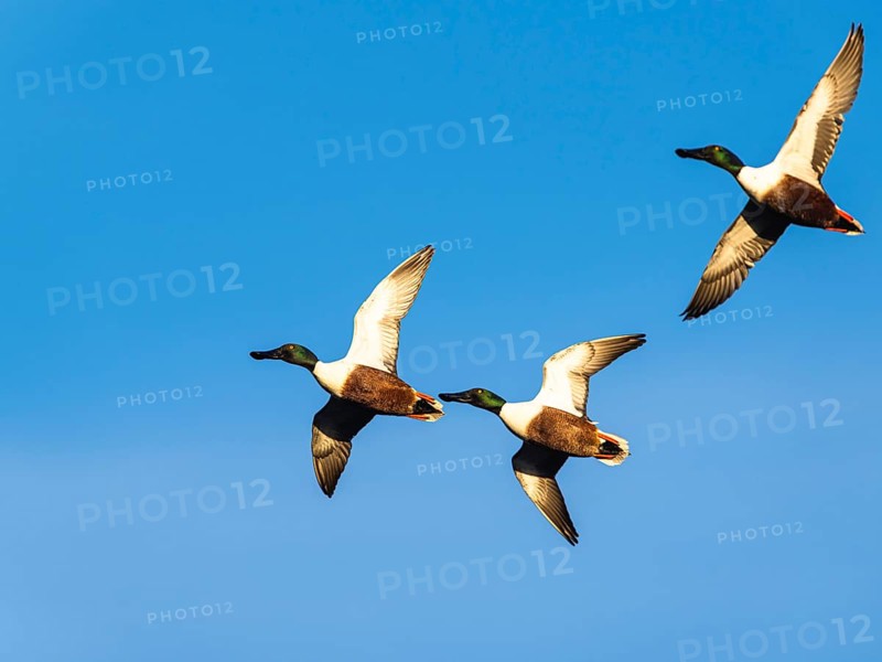 Northern Shoveler, Spatula clypeata, males in flight over marshes