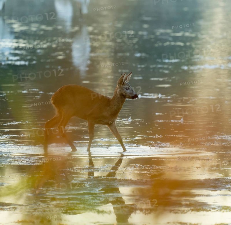 Roe deer (Capreolus capreolus), young roebuck standing in the shallow water zone of a lake, wildlife, Lower Saxony, Germany