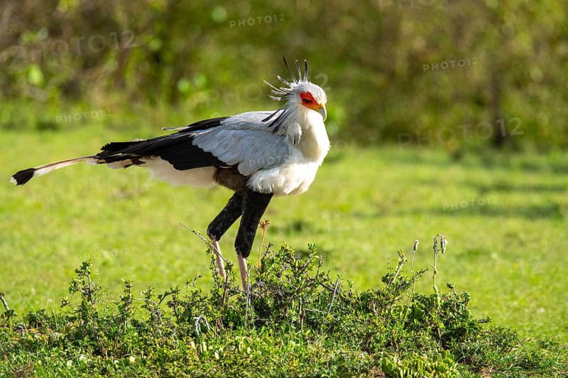 A majestic Secretary bird stands alert amidst the lush greenery of Kenya's savannah, showcasing its striking plumage and keen gaze