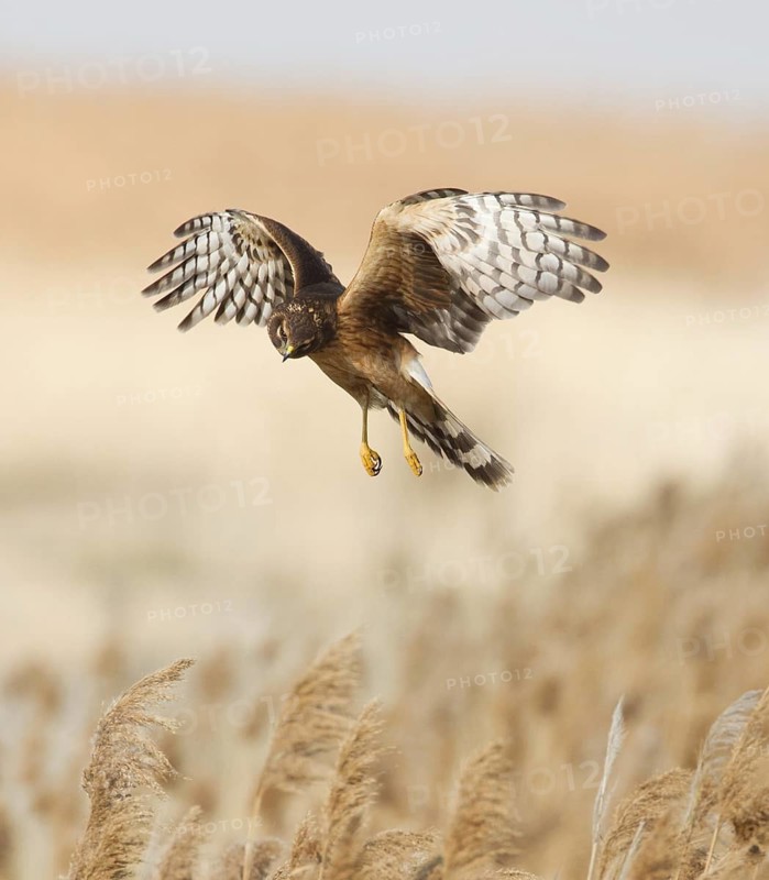 Northern Harrier (Circus hudsonius) juvenile flying, Utah, USA