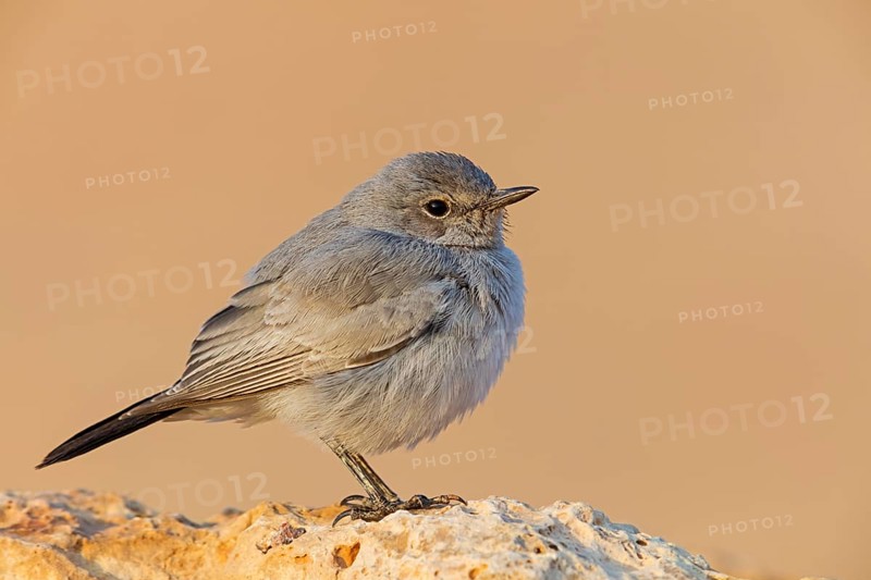 Schwarzschwanz, Blackstart, Cercomela melanura, Traquet à queue noire, Colinegro Real