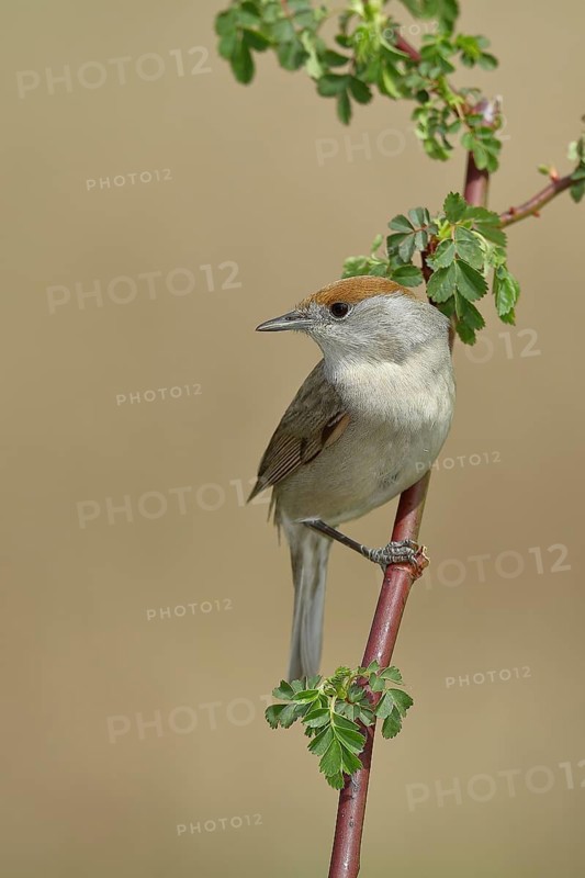 Blackcap (Sylvia atricapilla), female, sitting on a branch of a dog rose (Rosa canina), dog rose, migratory bird, Wilden, North Rhine-Westphalia, Germany