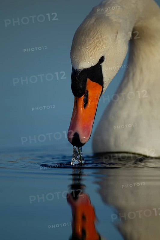 Mute swan (Cygnus olor) adult bird feeding in a lake, England, United Kingdom