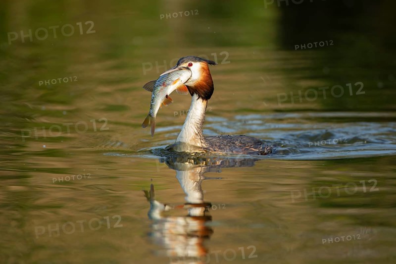 Great crested grebe (Podiceps cristatus) adult bird with a large fish for food in its beak on a lake, England, United Kingdom