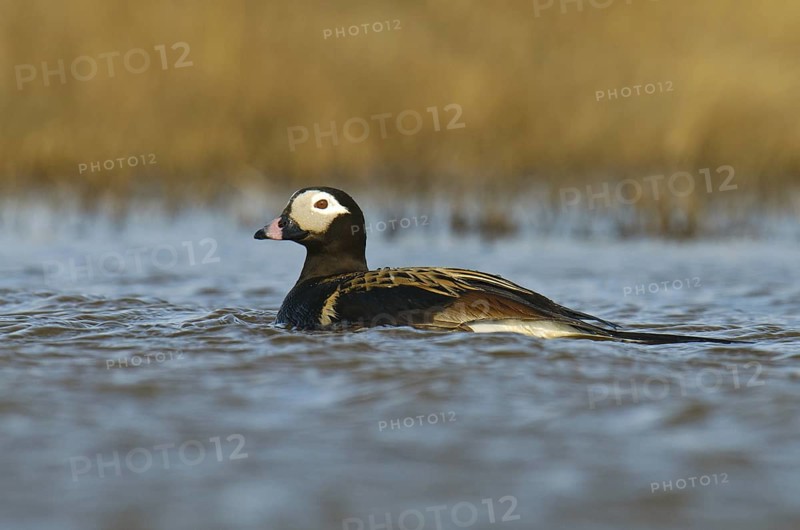 Long-tailed Duck (Clangula hyemalis) male, Alaska, USA