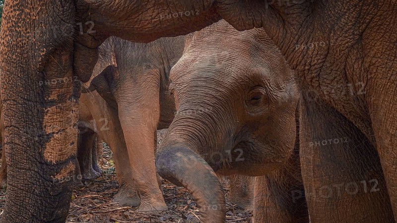 A young elephant is protected by adult Asian elephants (elephas maximus) in an intimate scene, Pinnawela Elephant Orphanage, Sri Lanka