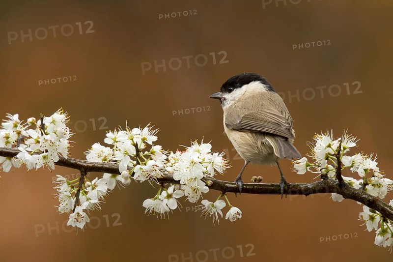Marsh Tit (Poecile palustris), Utrecht, Netherlands