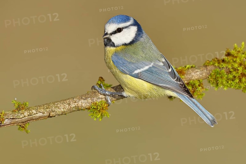 Blue tit (Parus caeruleus), sitting on a branch covered with moss, Wilnsdorf, North Rhine-Westphalia, Germany