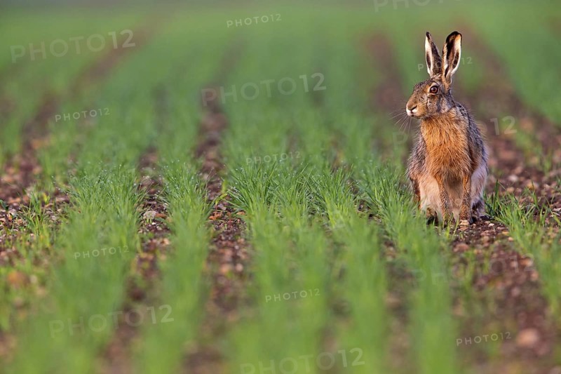 European hare, (Lepus europaeus), animals, mammals, hare, hare family, field, two, Lake Neusiedl, Apetlon, Burgenland, Austria