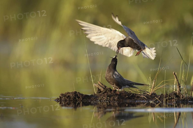Black Tern (Chlidonias niger), Maine, USA