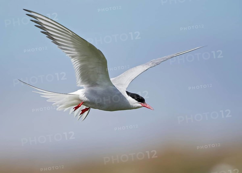 Arctic Tern (Sterna paradisaea) flying, Scotland, United Kingdom