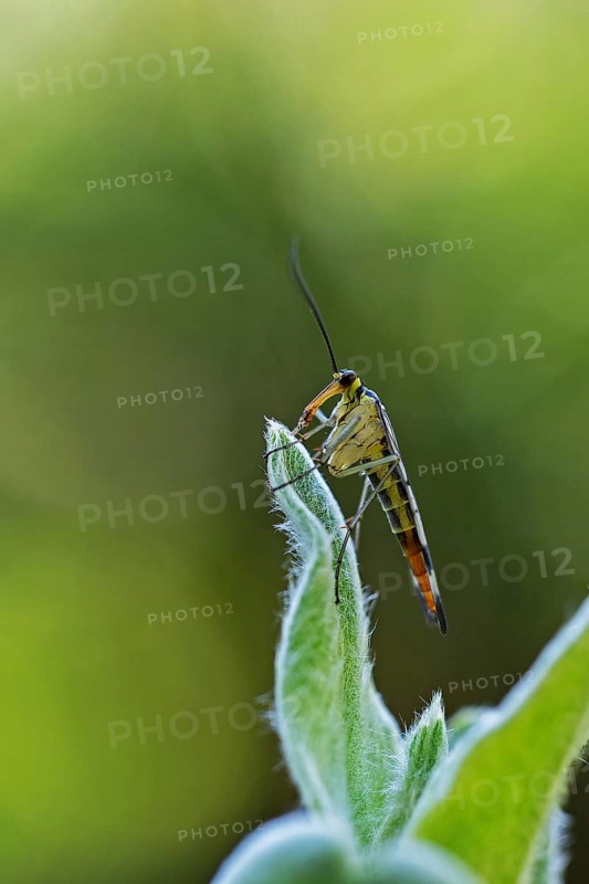 Scorpionfly (Panorpa communis), animals, insects, flies, fly, beak flies, Baden-Württemberg, Federal Republic of Germany
