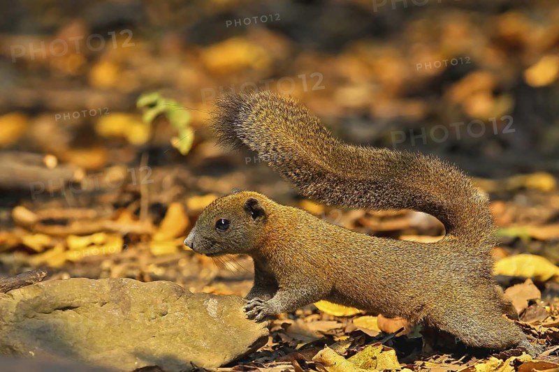 Graubauchhörnchen (Callosciurus caniceps) im Morgenlicht im Regenwald wachsam am Waldboden stehend, Kaeng Krachan Nationalpark, Thailand