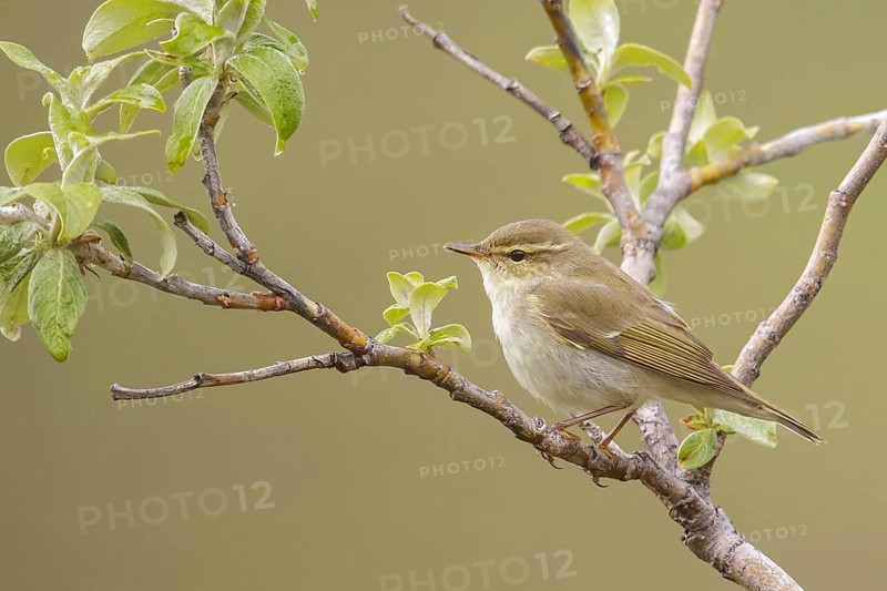Arctic warbler (Phylloscopus borealis) perched on a branch in Nome, Alaska