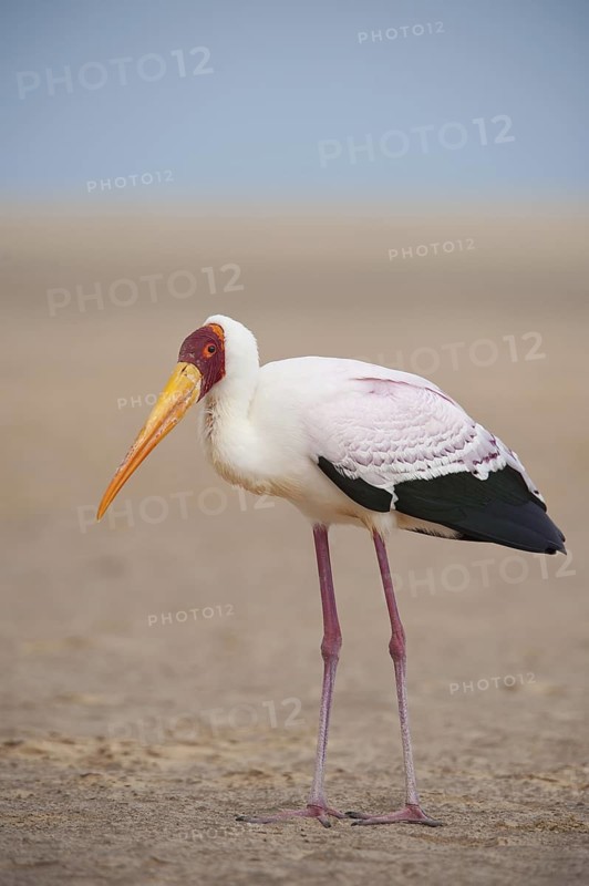 Yellow-billed Stork (Mycteria ibis), Fuerteventura, Spain