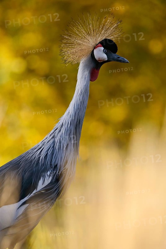 Black crowned crane (Balearica pavonina), evening light, captive