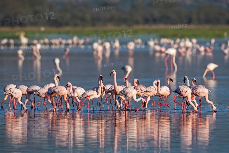 Pink flamingos (Phoenicopterus roseus), South Africa