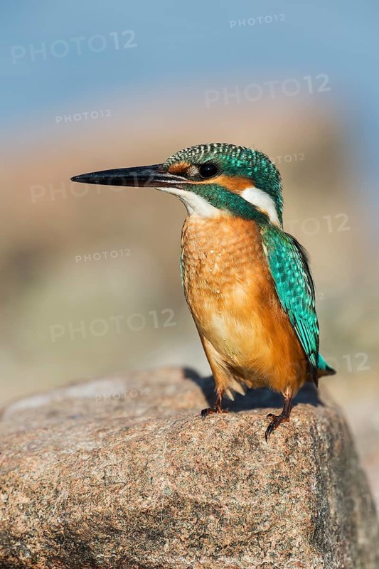 Common Kingfisher (Alcedo atthis), Eilat, Israel